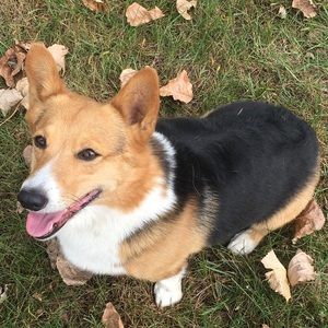 Meet your Posher, Grace